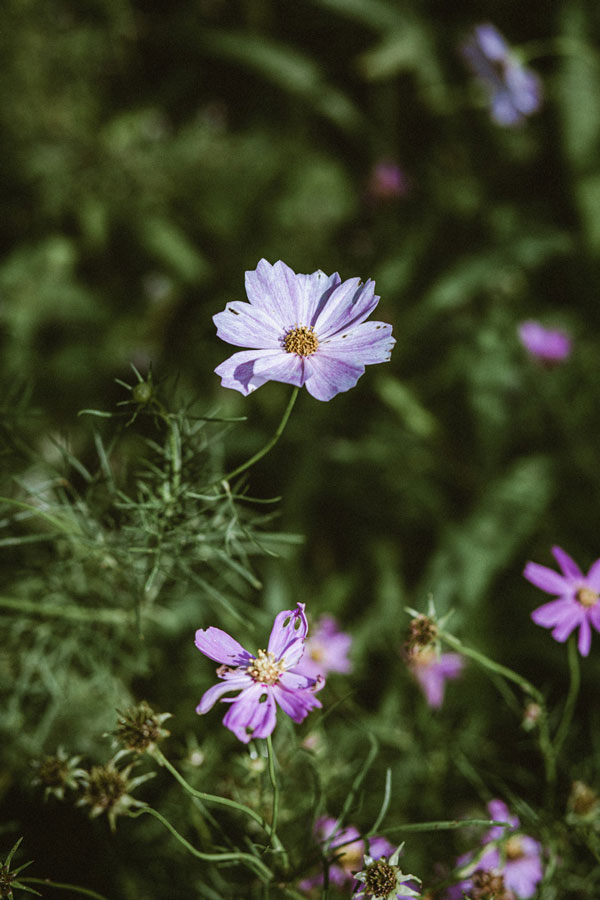 artist-residency-cosmos-flower