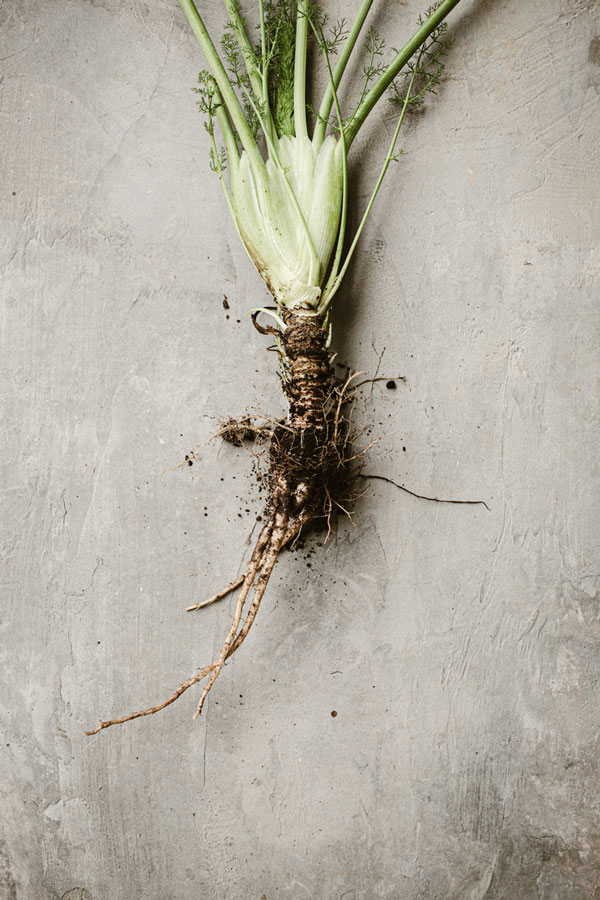 fresh-produce-fennel-2