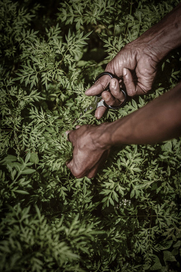 fresh-produce-harvesting-hands